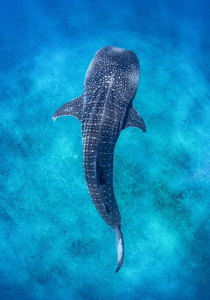 Baleine à bosse vue de haut
